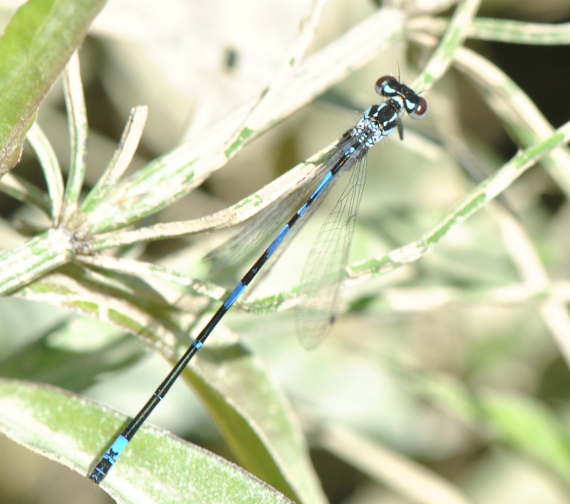 Con chi ho a che fare? Coenagrion pulchellum